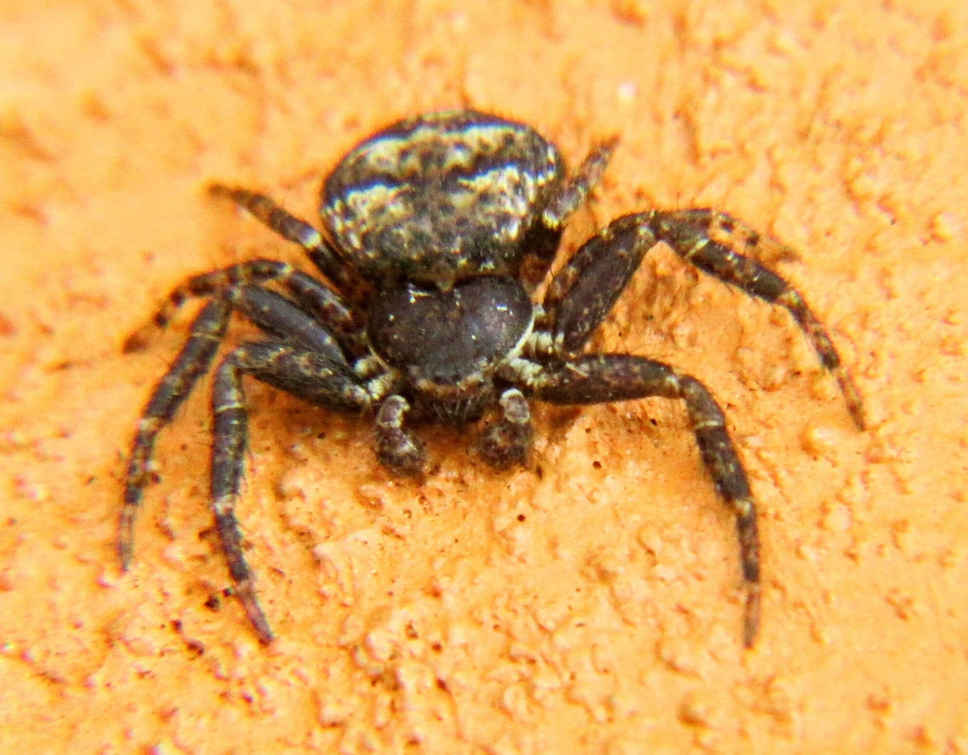 Male Bassaniana (Bark Crab Spiders) in Kingston, New York United States