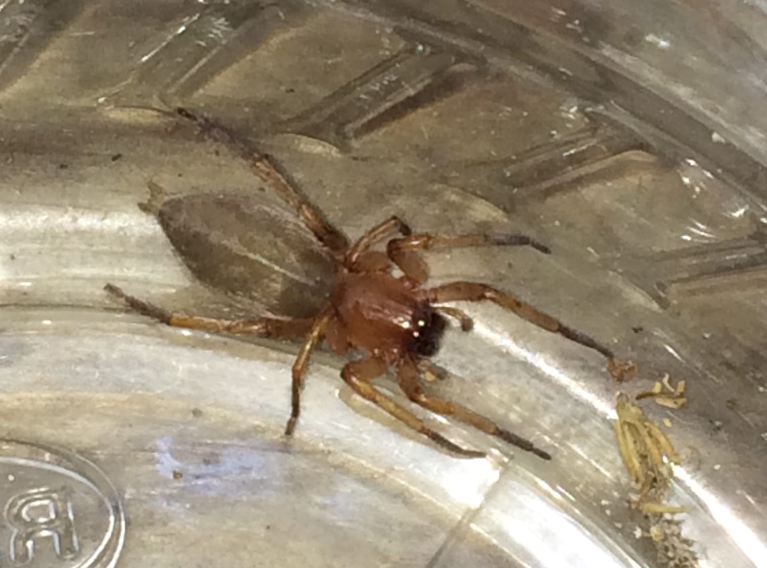 Clubiona (Leafcurling Sac Spiders) in Brownsville, Texas United States