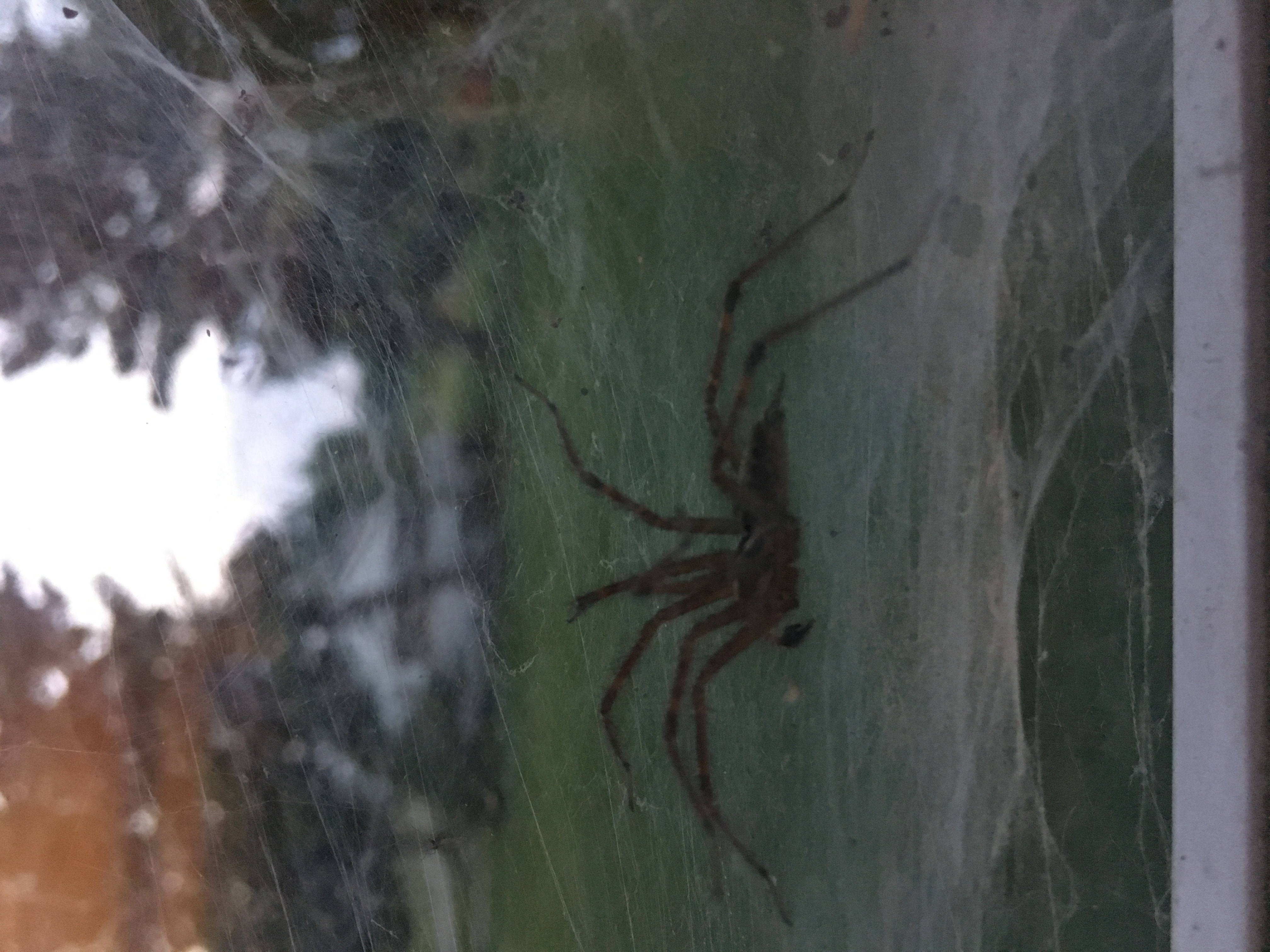 Spiders in Indiana Species & Pictures