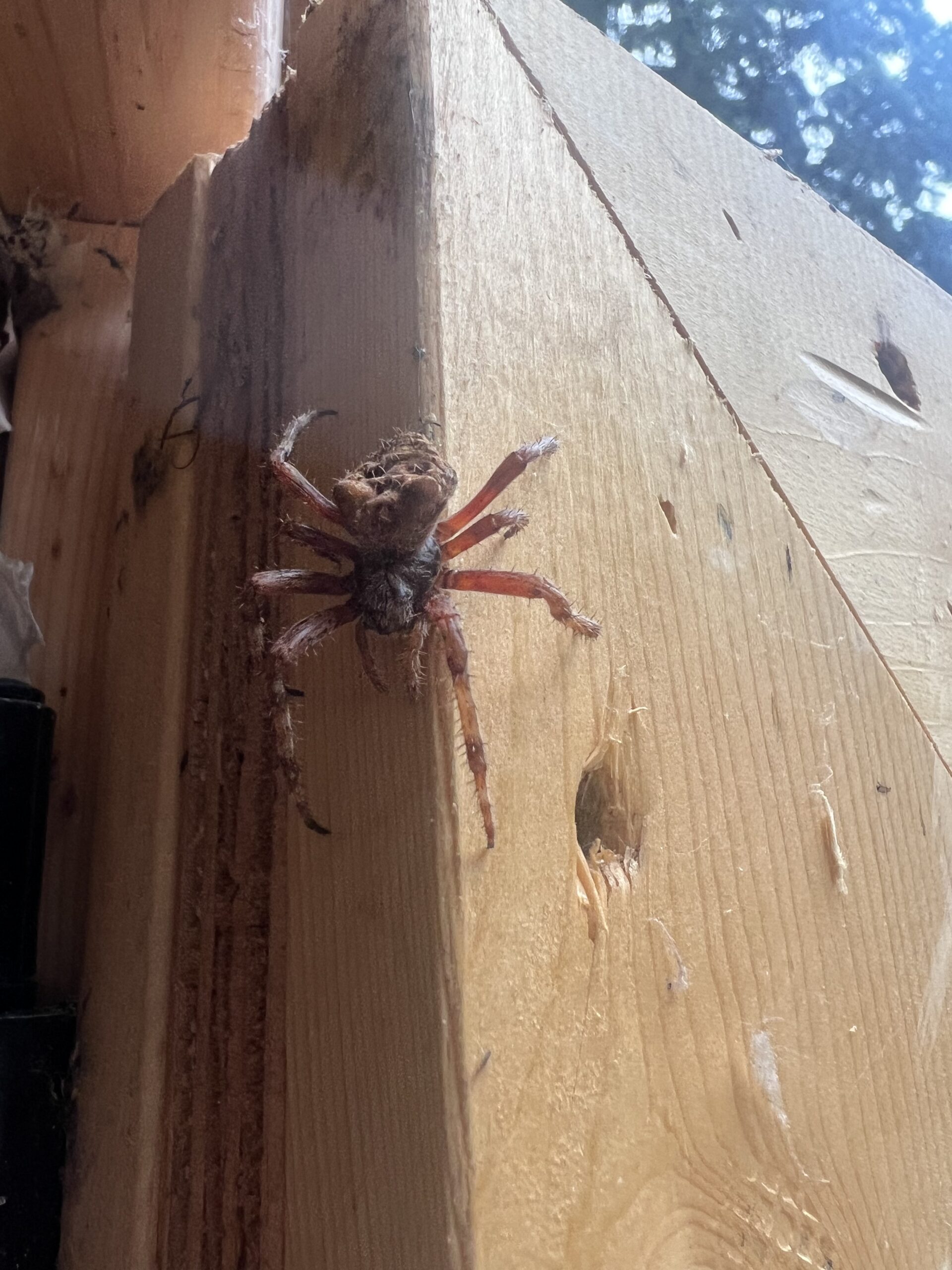 Unidentified spider in Spedden, Alberta Canada