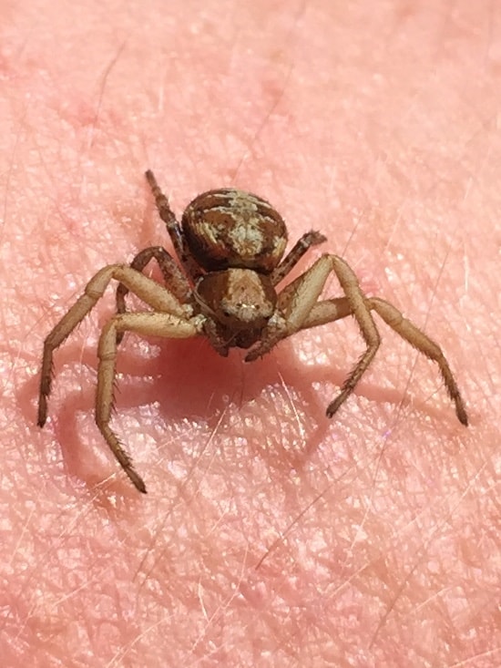 Xysticus (Ground Crab Spiders) in ithaca, New York United States