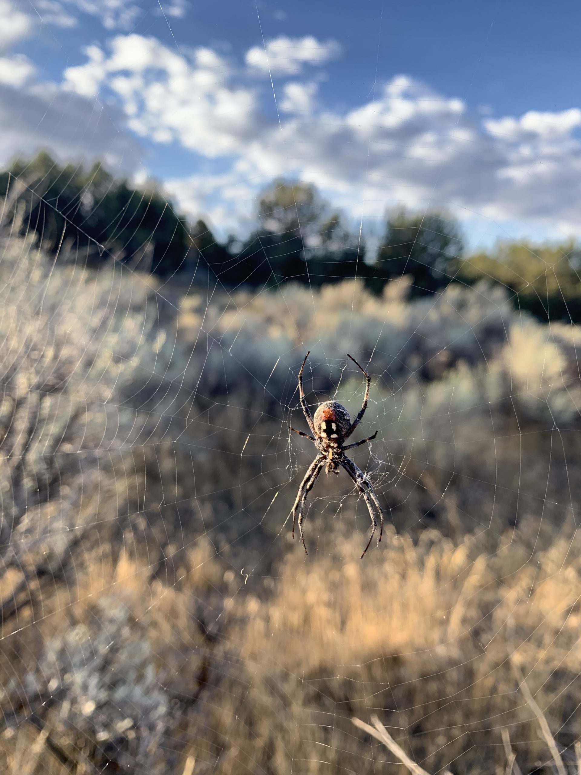 Unidentified spider in American Falls, Idaho United States