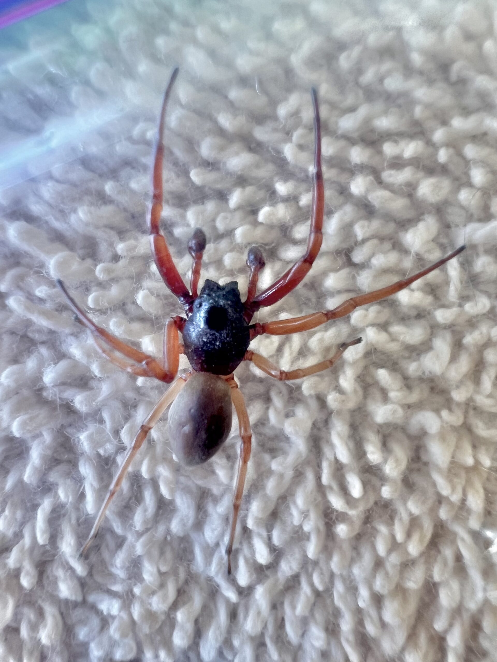 Unidentified spider in Northwest Kentucky , Kentucky United States