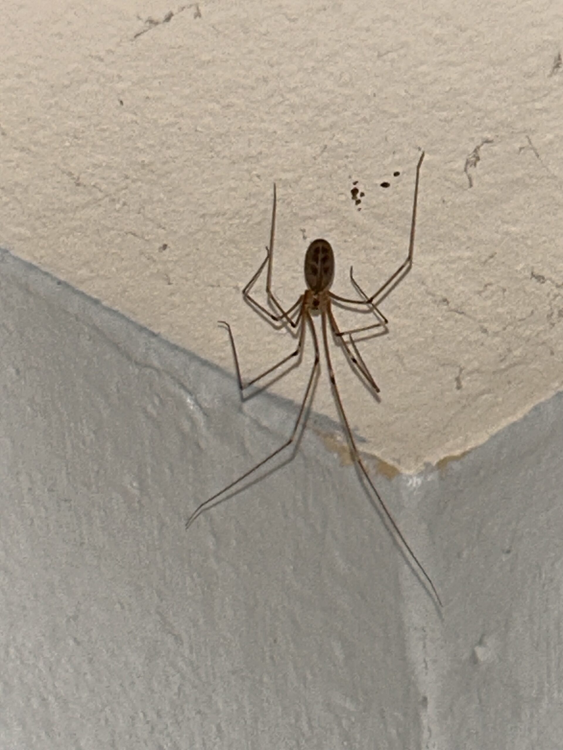 Pholcidae (Cellar Spiders) in Mobile, Alabama United States