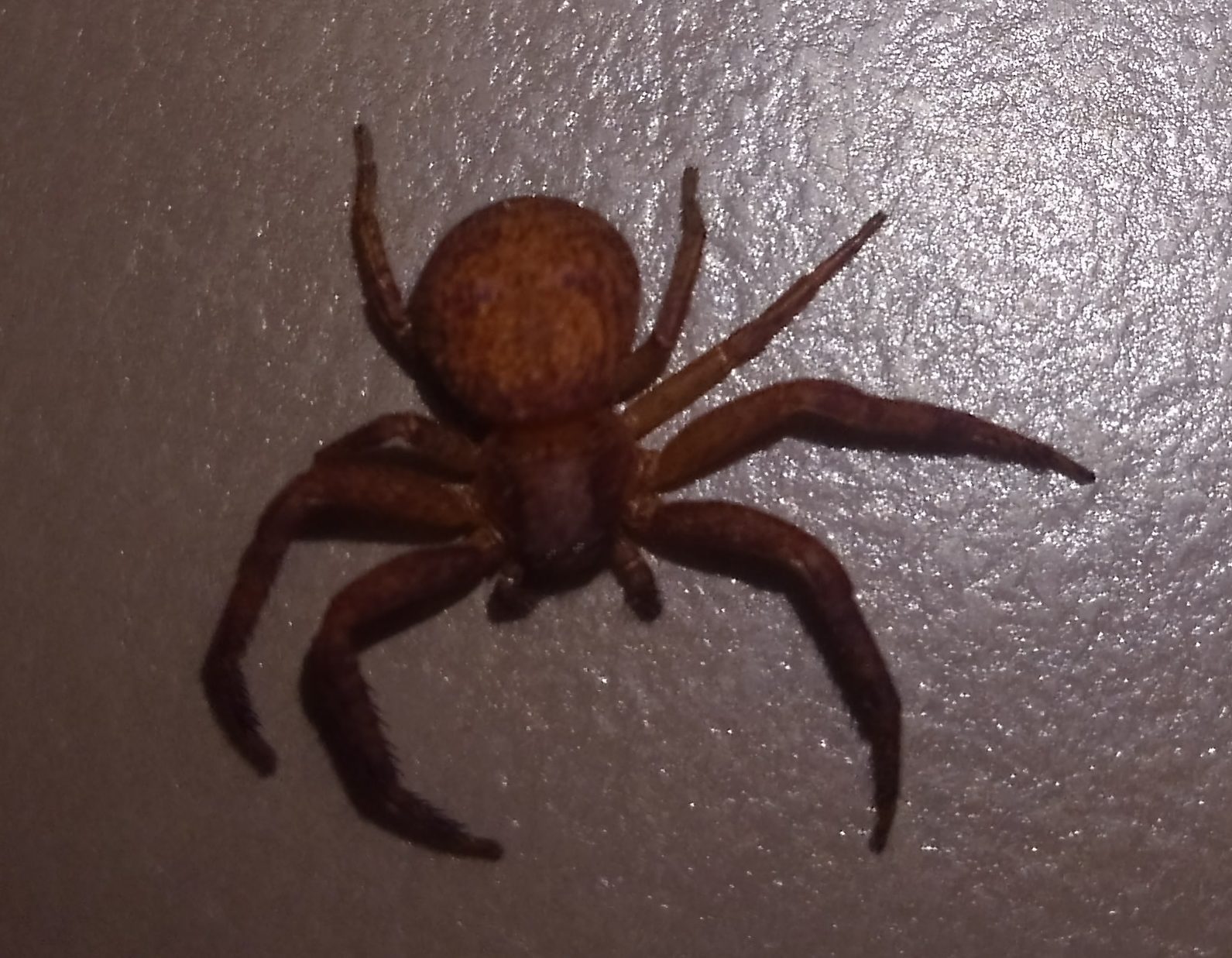 Xysticus (Ground Crab Spiders) in Roanoke, Virginia United States