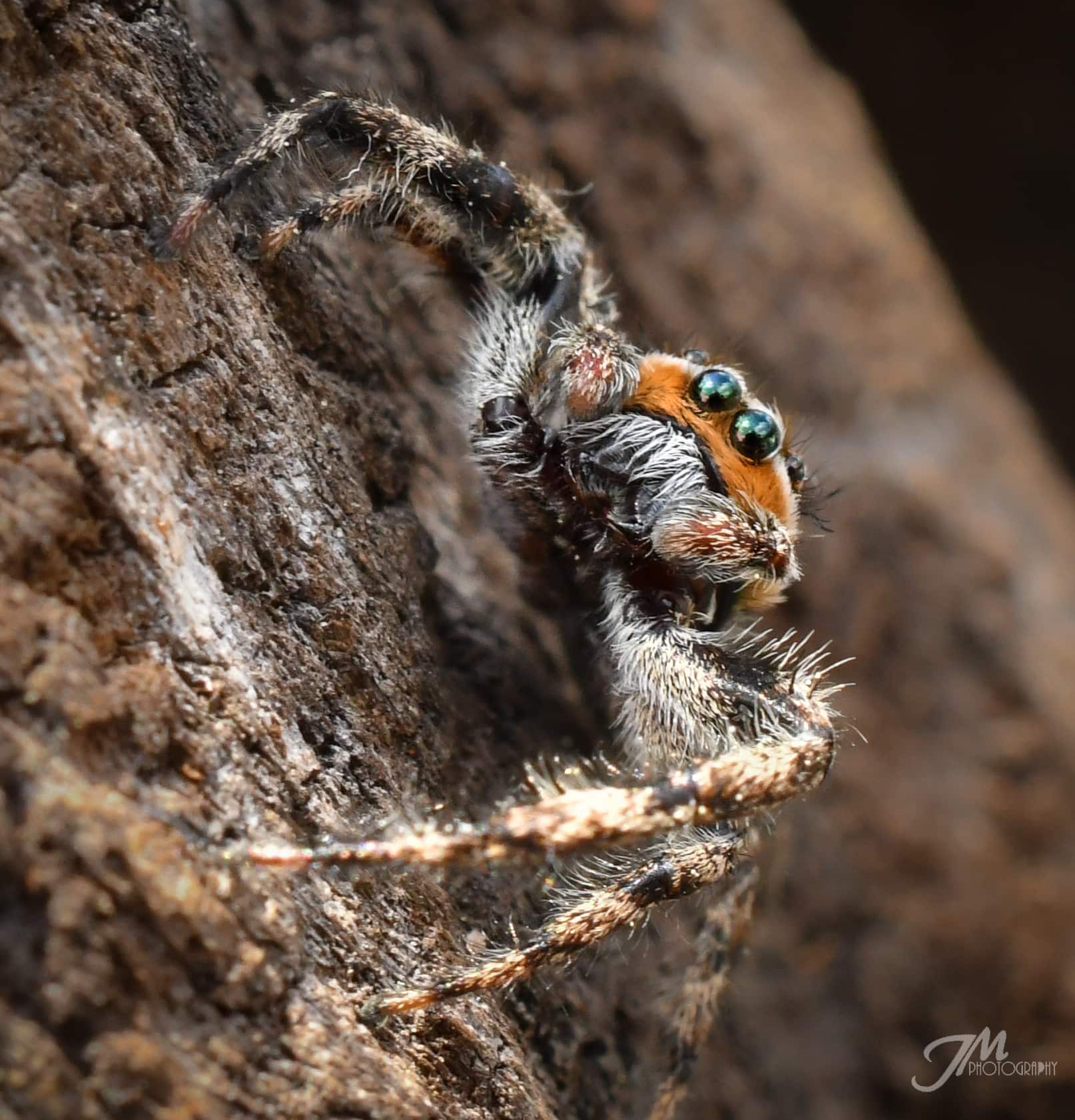 Platycryptus undatus (Tan Jumping Spider) in Advance, North Carolina
