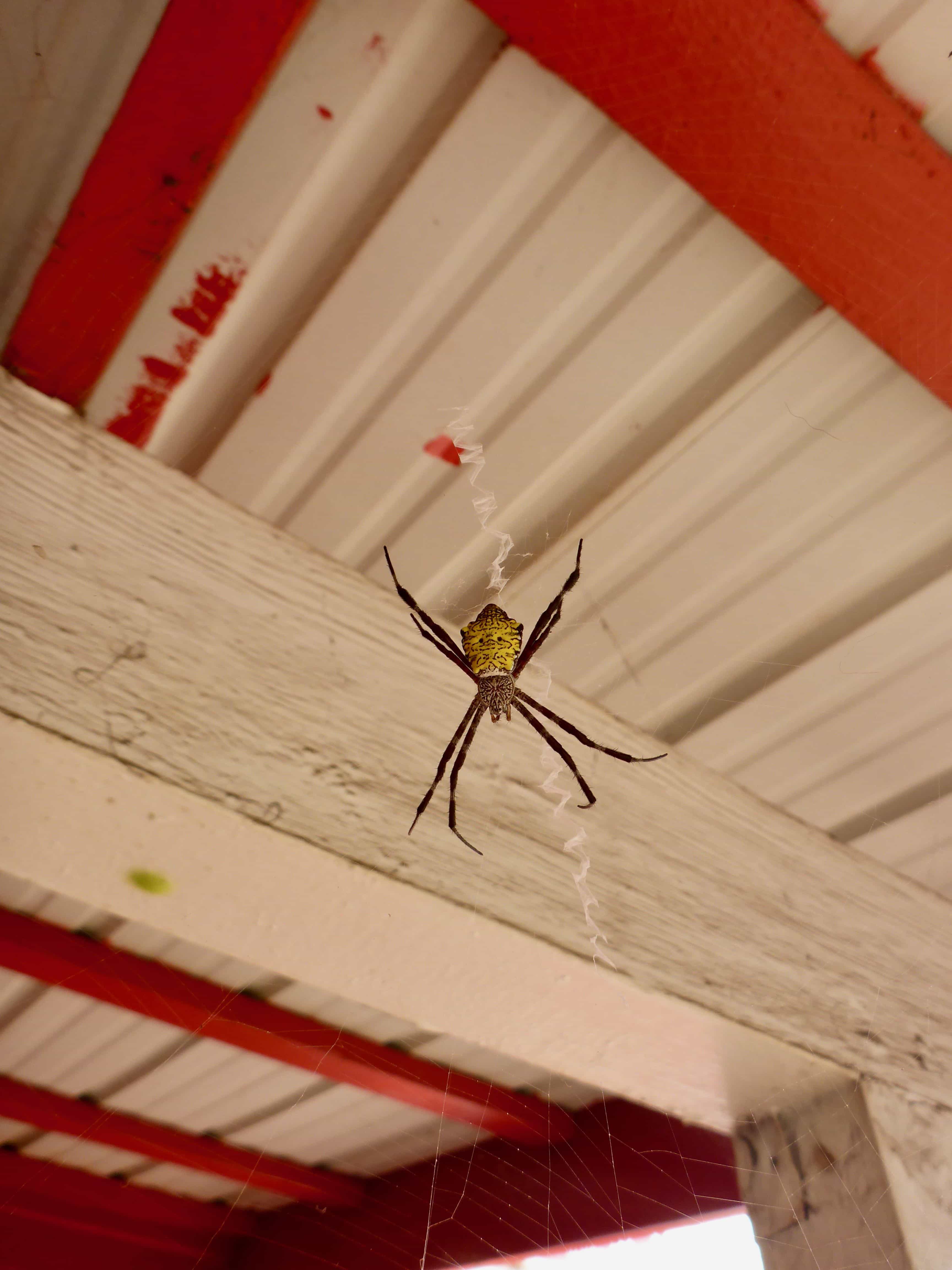Unidentified spider in Anahola, Kauai, Hawaii United States