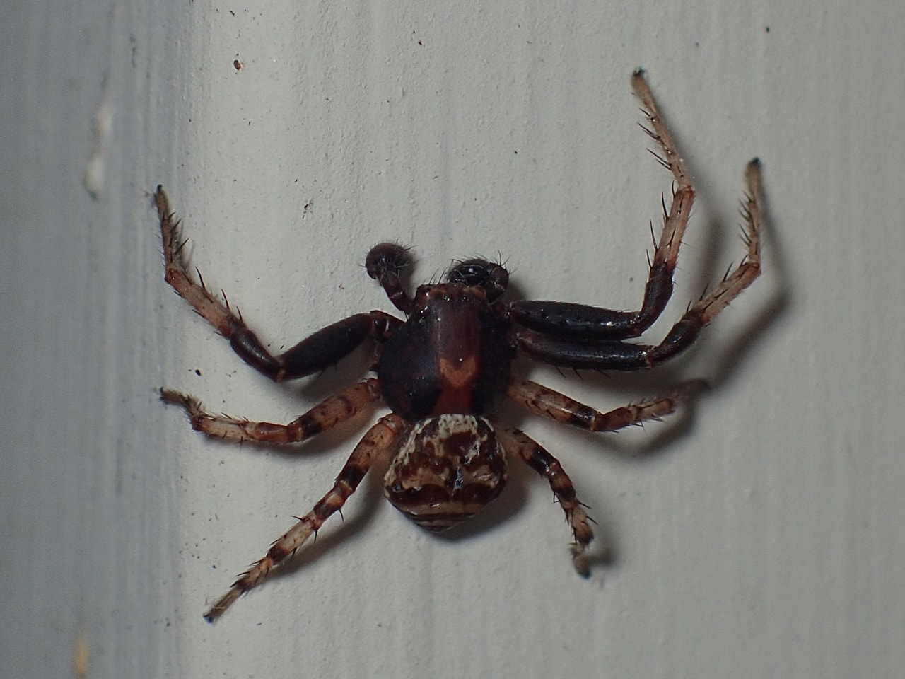 Spiders in Alabama Species & Pictures
