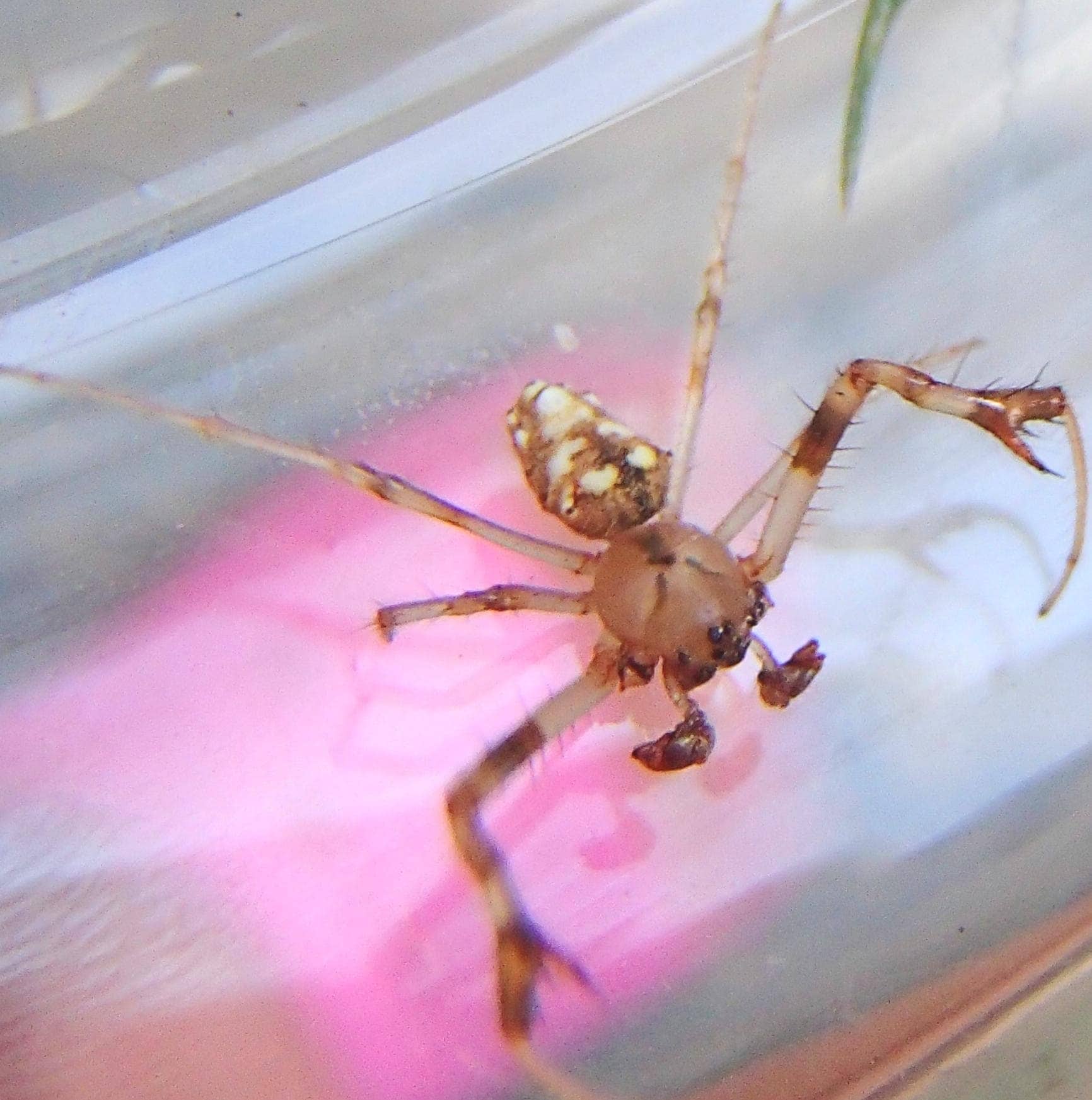 Male Verrucosa arenata (Arrowhead Orbweaver) in Deane, Kentucky United