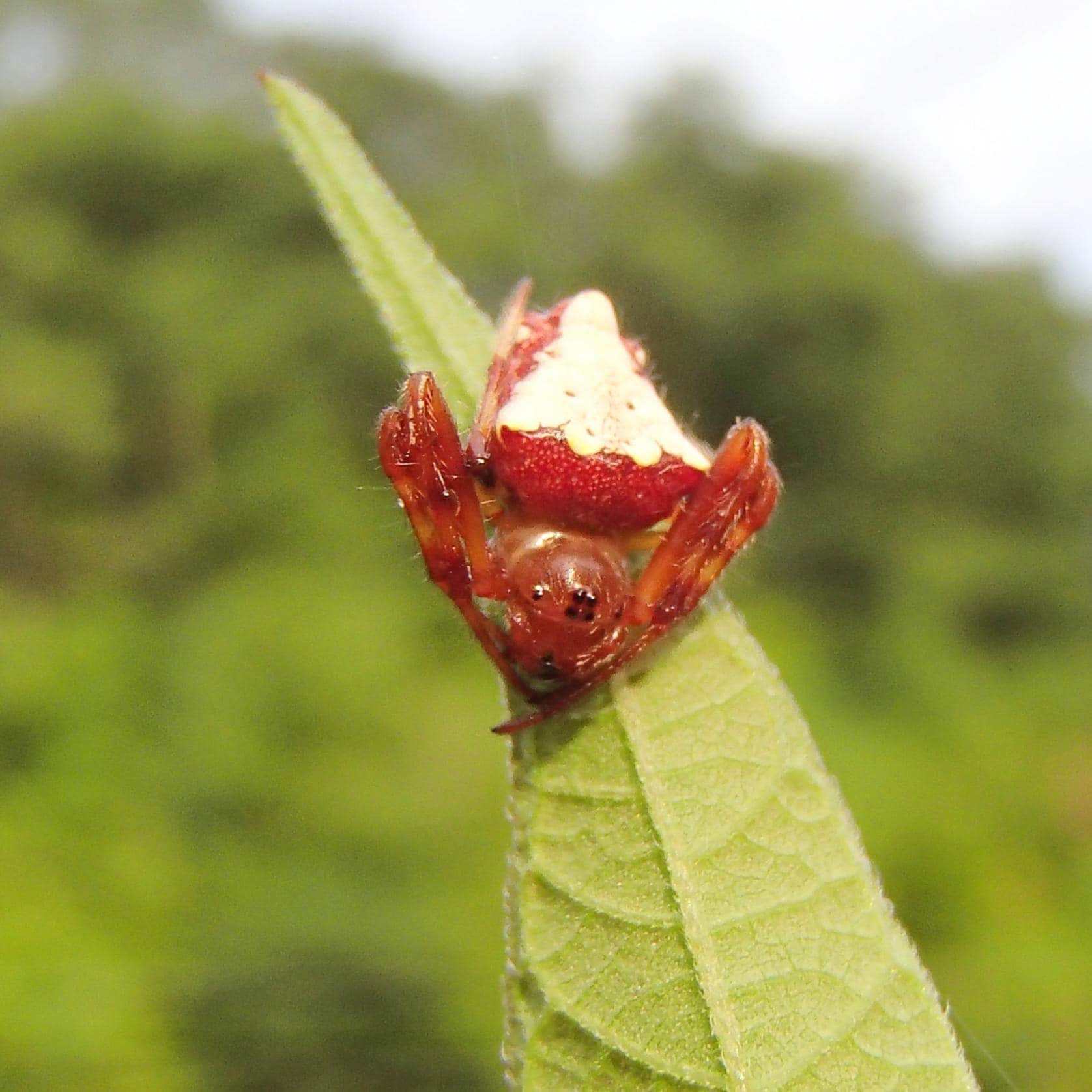 Female Verrucosa arenata (Arrowhead Orbweaver) in Deane, Kentucky