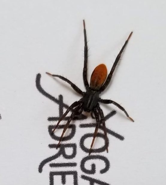 Castianeira descripta (Redspotted Antmimic) in Summerville , South