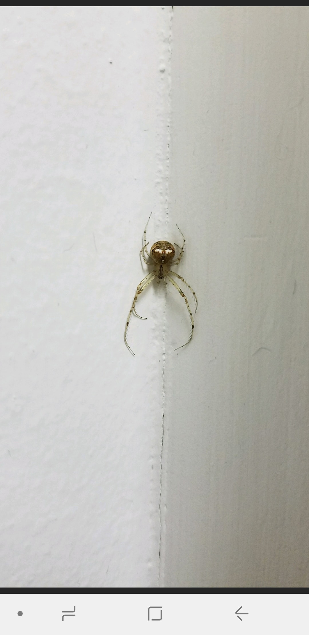 Spiders in Nebraska Species & Pictures