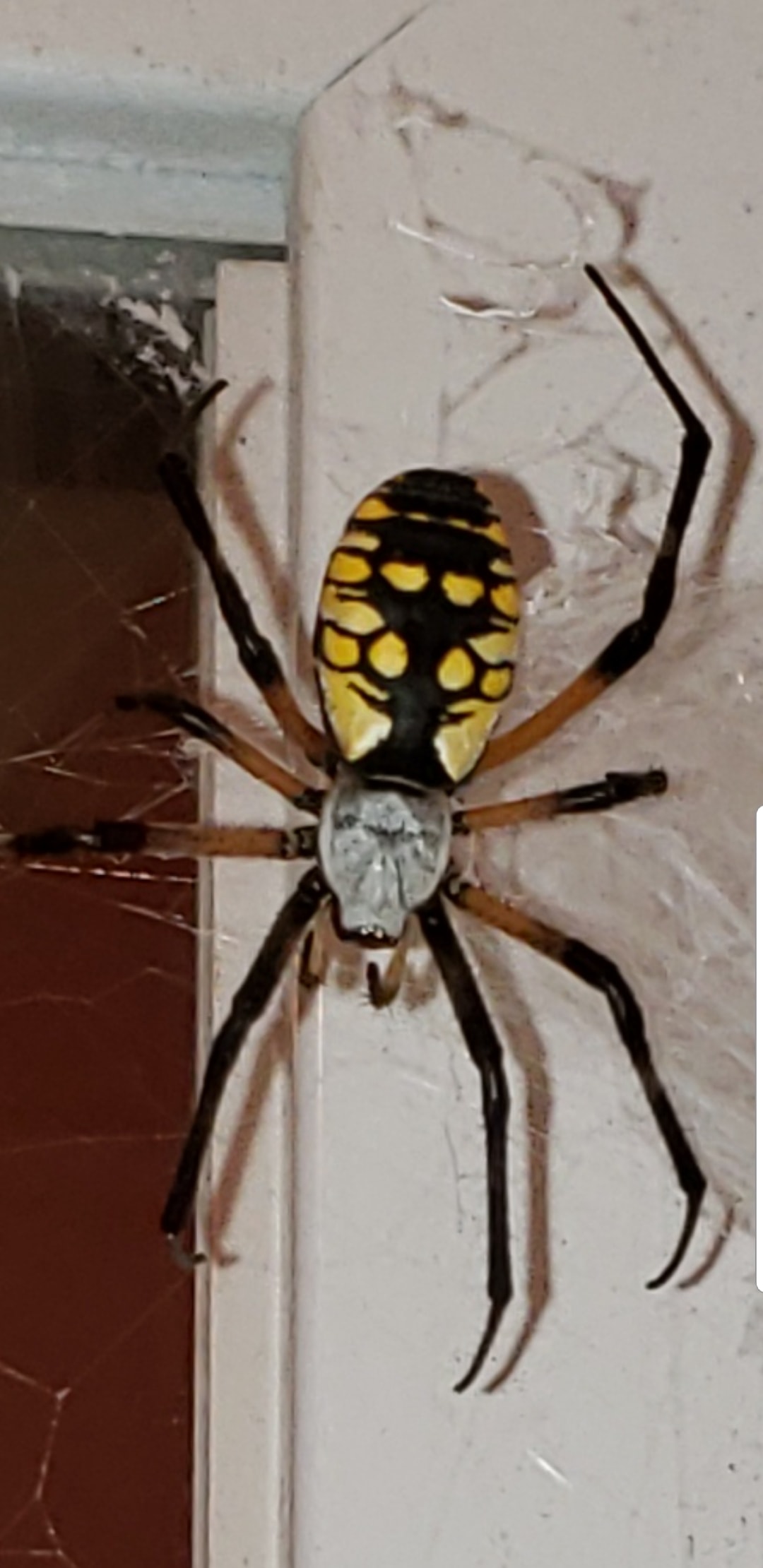 Unidentified spider in Gastonia, North Carolina United States