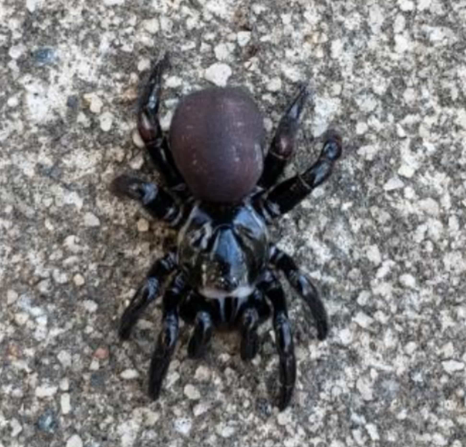 Unidentified spider in Albemarle, North Carolina, North Carolina United