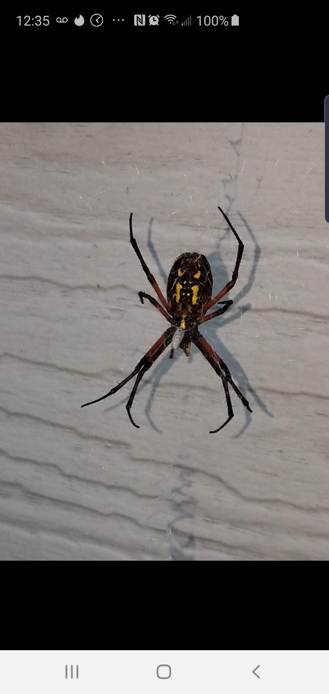 Unidentified spider in North Dakota United States
