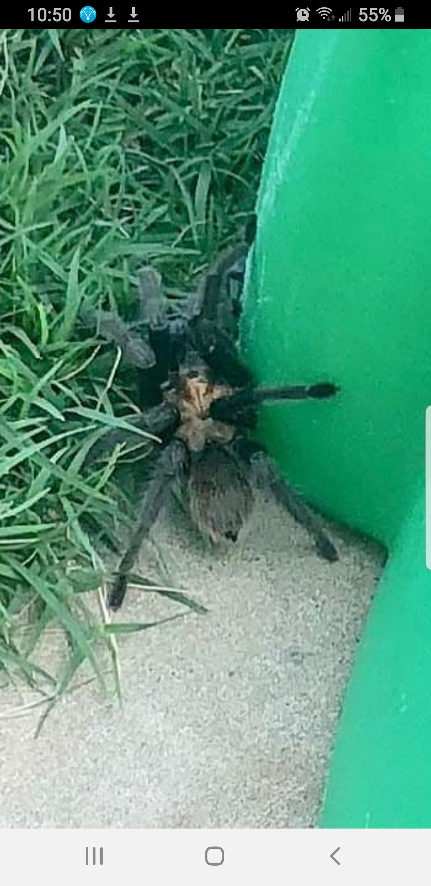 Unidentified spider in Lawton, Oklahoma United States