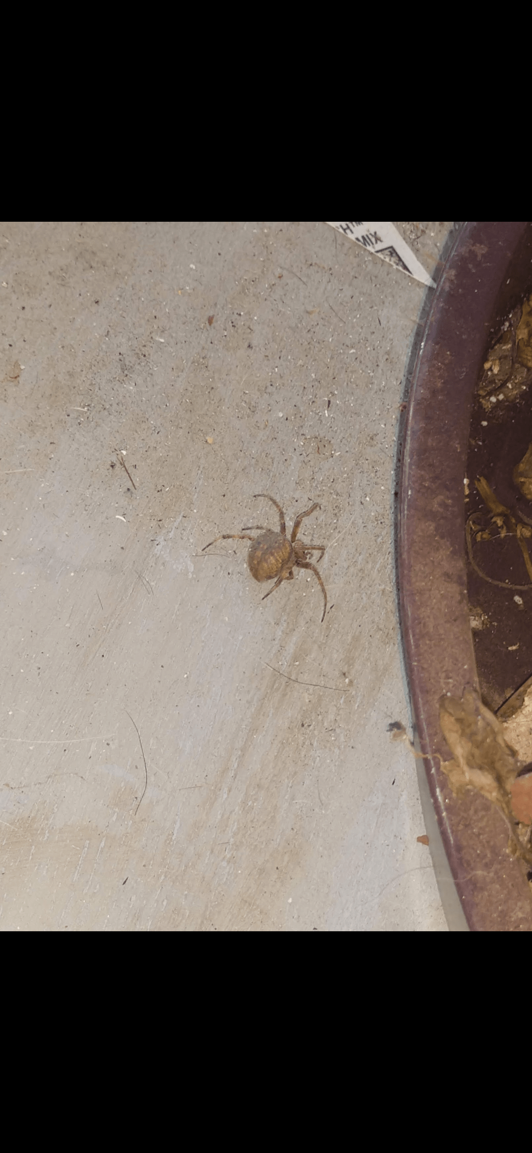 Unidentified spider in RIVERSIDE, California United States