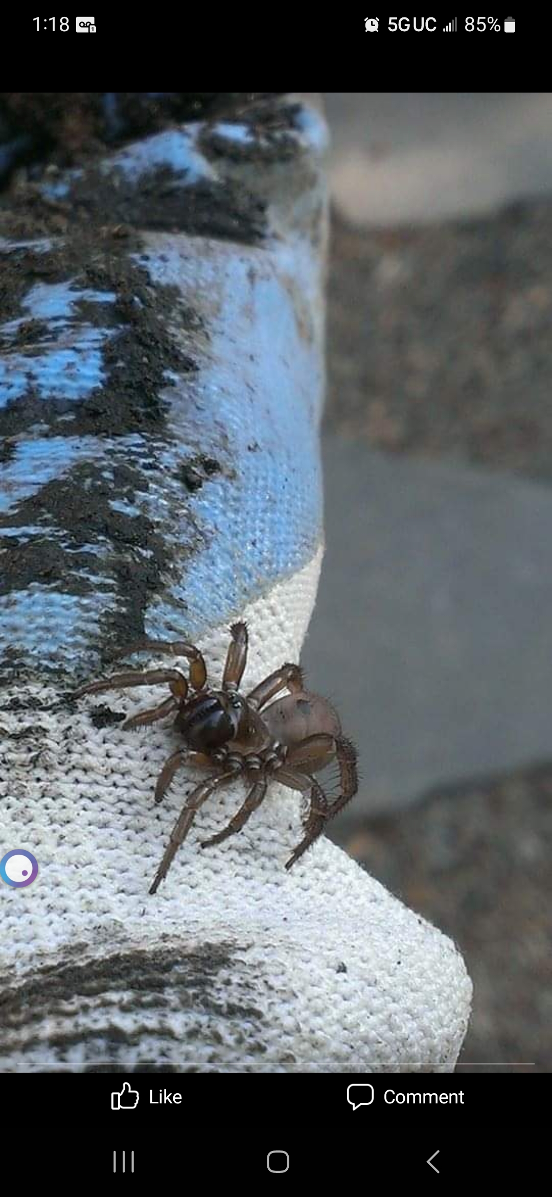 Unidentified spider in Salem, Oregon United States
