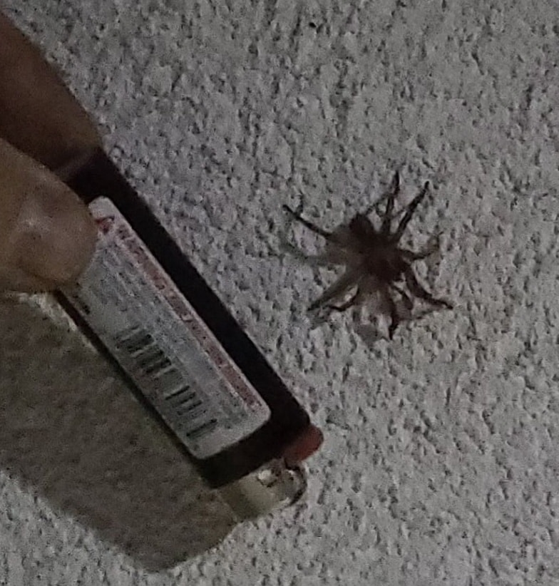 Unidentified spider in Lewiston , Idaho United States