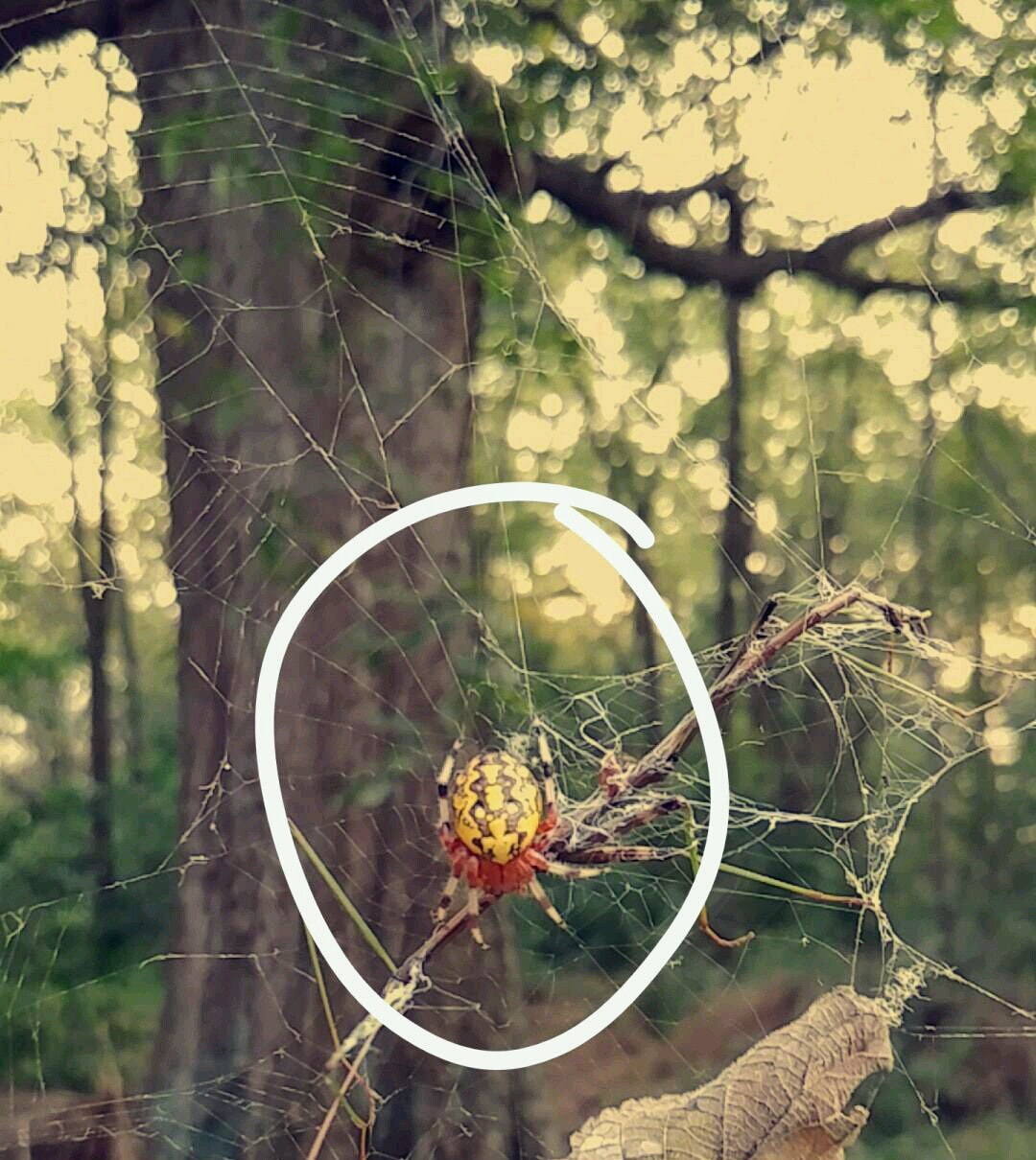 Spiders in Ohio Species & Pictures