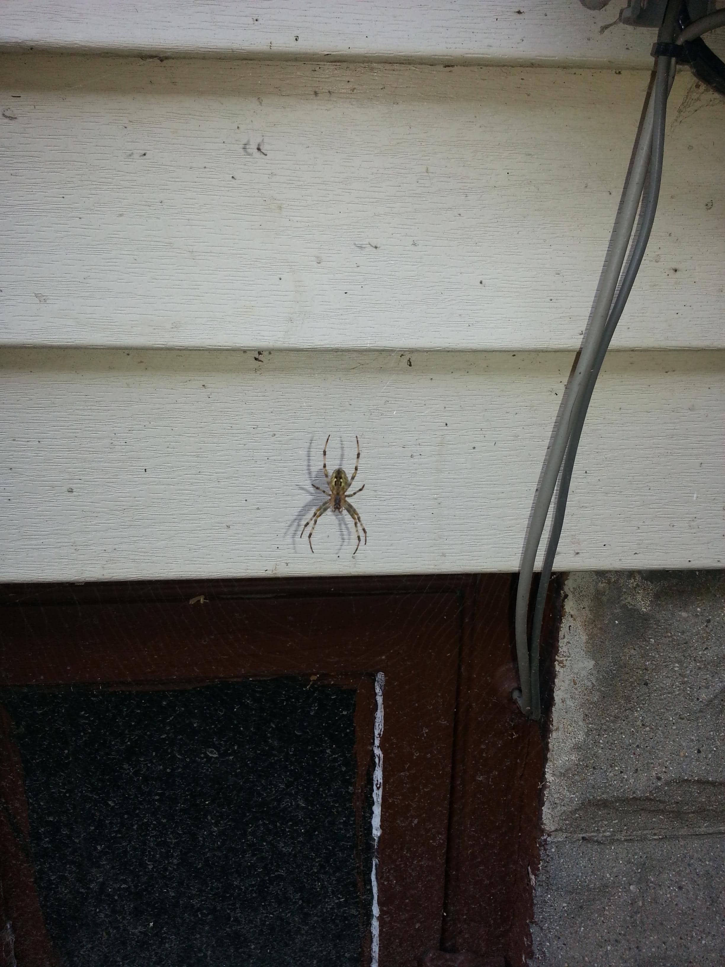 Spiders in Montana Species & Pictures