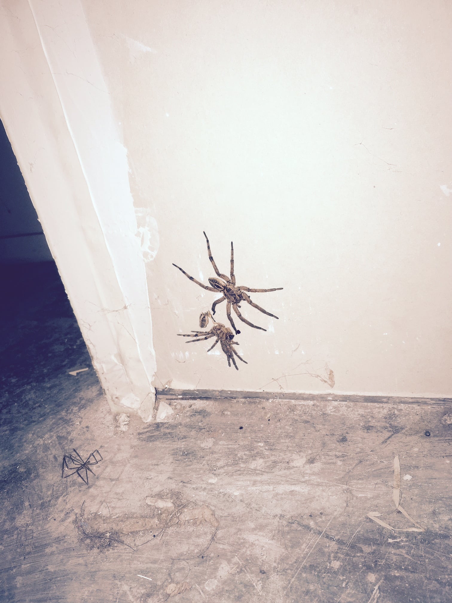 Spiders in California Species & Pictures