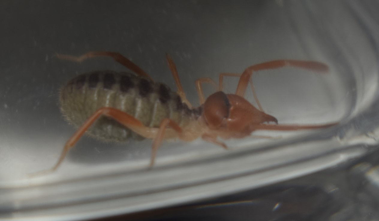 Unidentified spider in Yarnell, Arizona United States