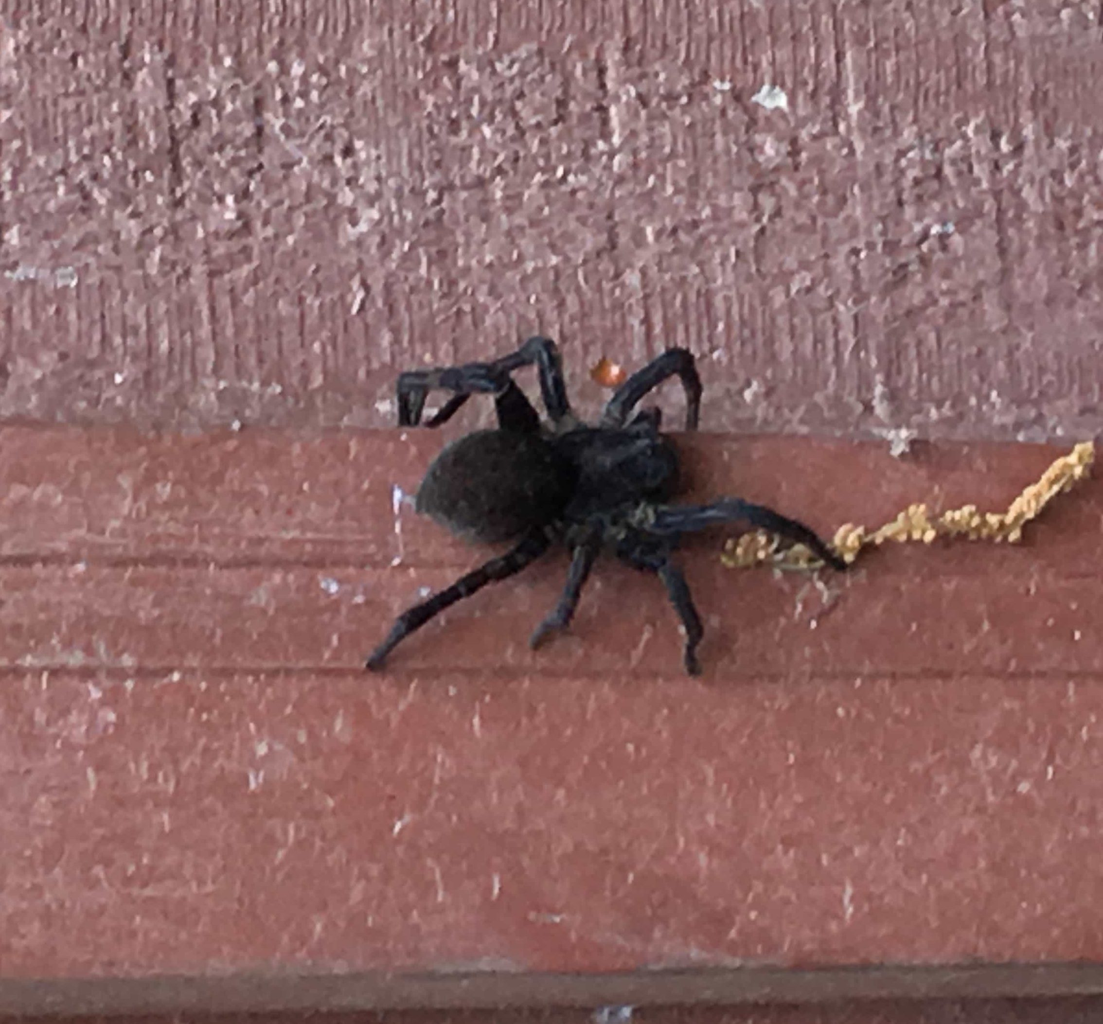 Female Tigrosa aspersa (Tiger Wolf Spider) in Willard, Missouri United