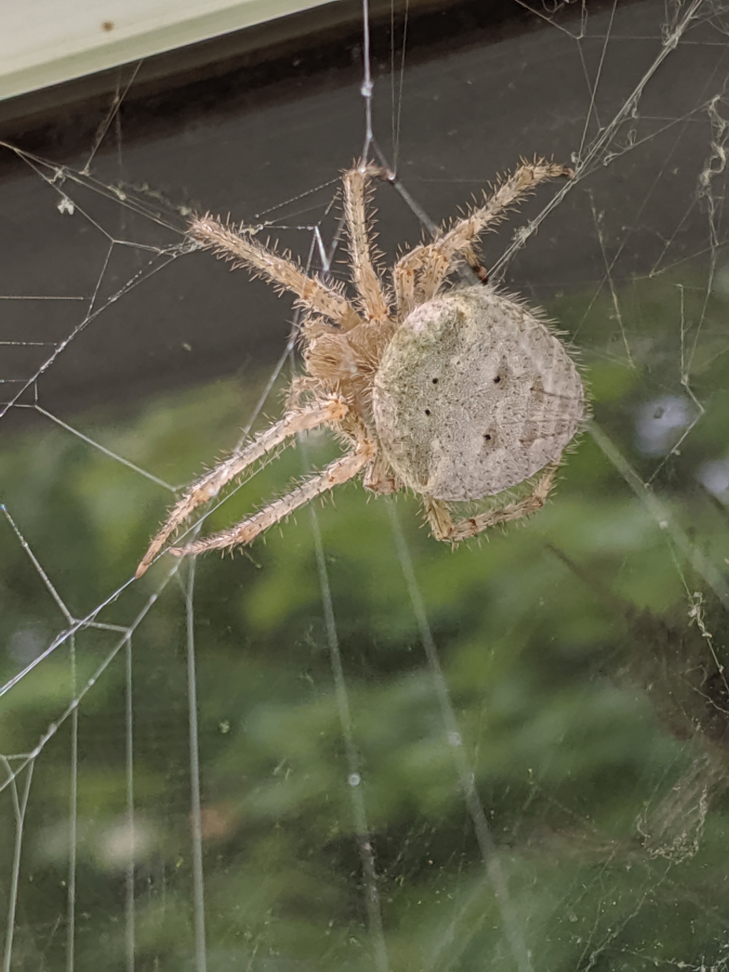 Araneus cavaticus (Barn Orbweaver Spider) in Sutton, Vermont United States