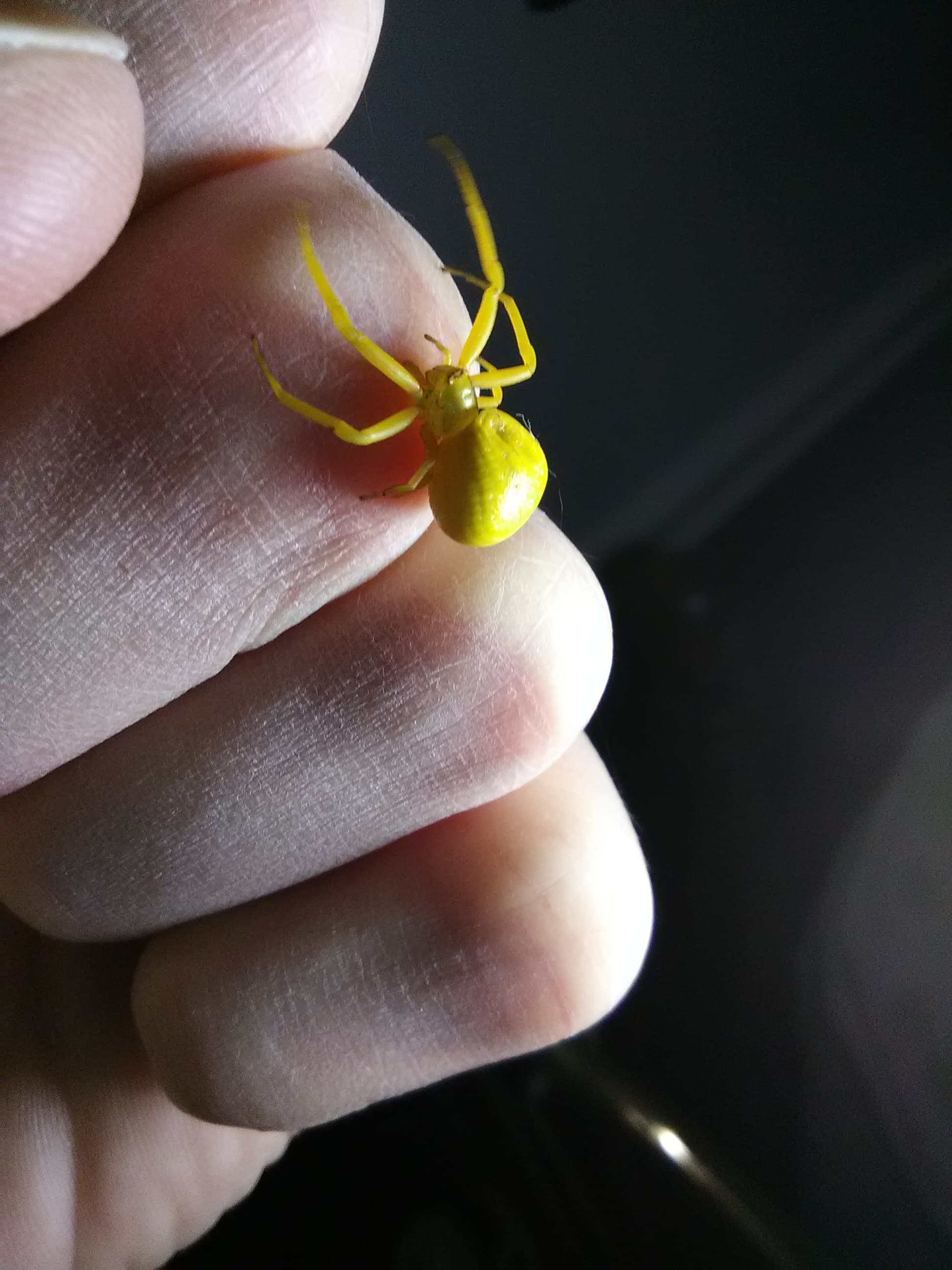 Unidentified spider in Topeka, Ks, Kansas United States