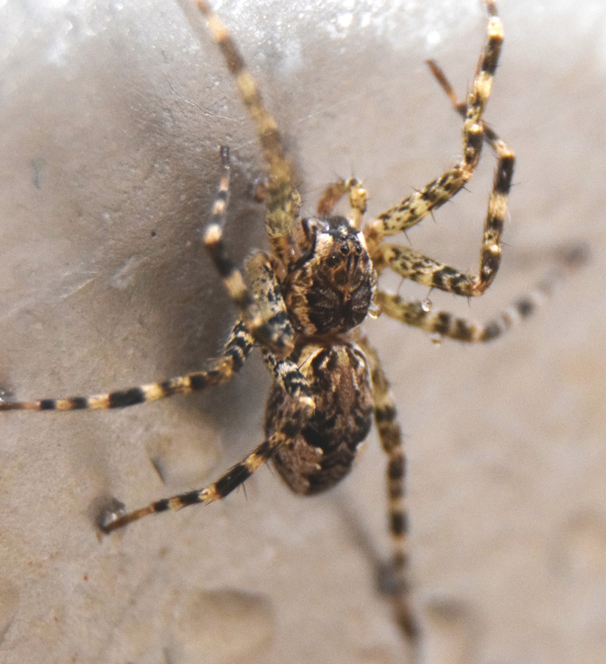 5+ Fishing Spiders Article