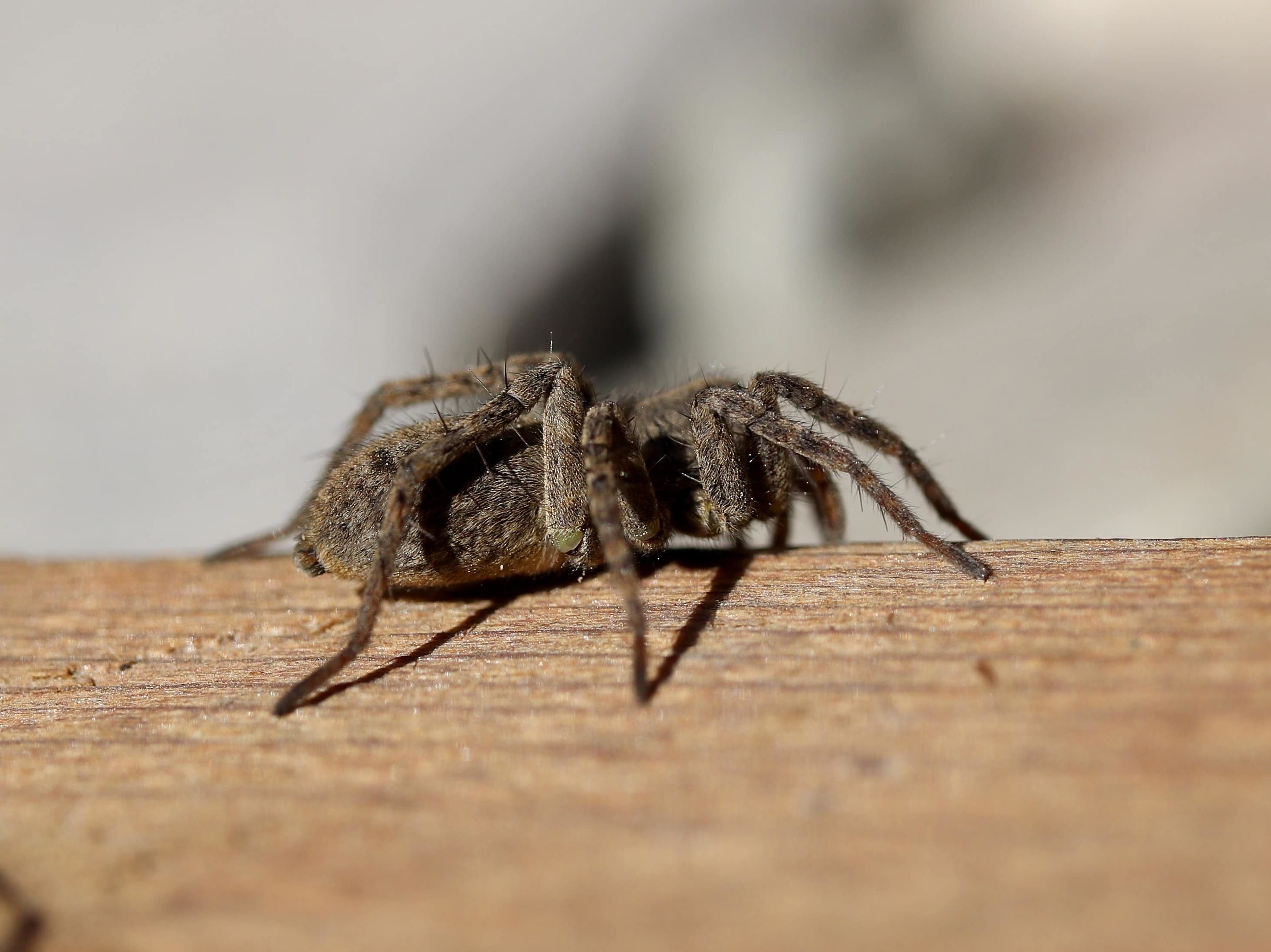 Pardosa (Thinlegged Wolf Spiders) in Lethbridge, Alberta Canada