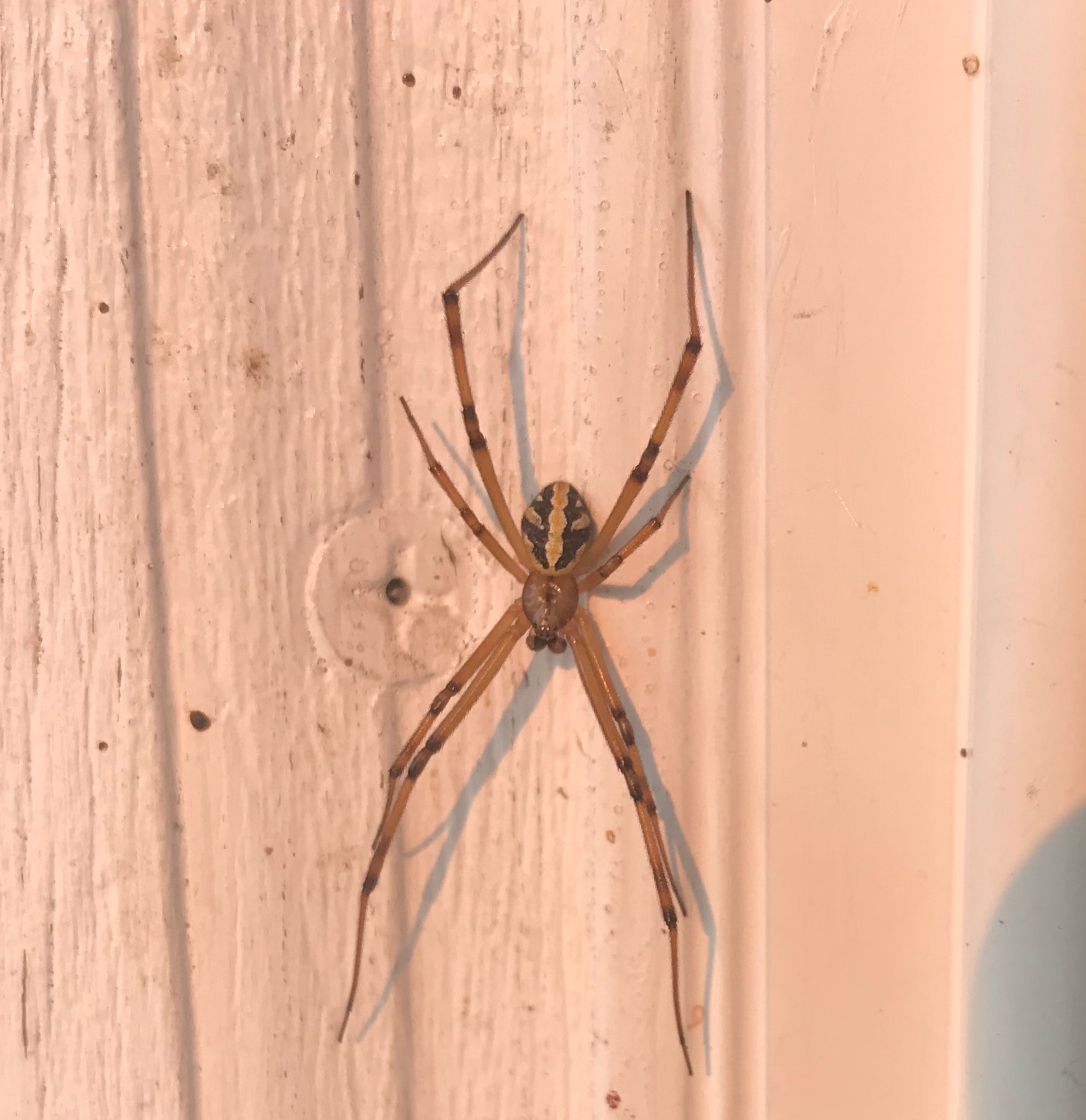Unidentified spider in Boise, Idaho United States