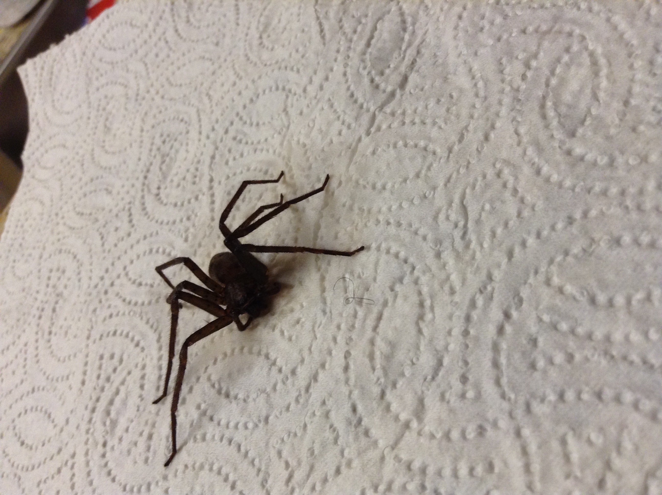 Spiders in Florida Species & Pictures