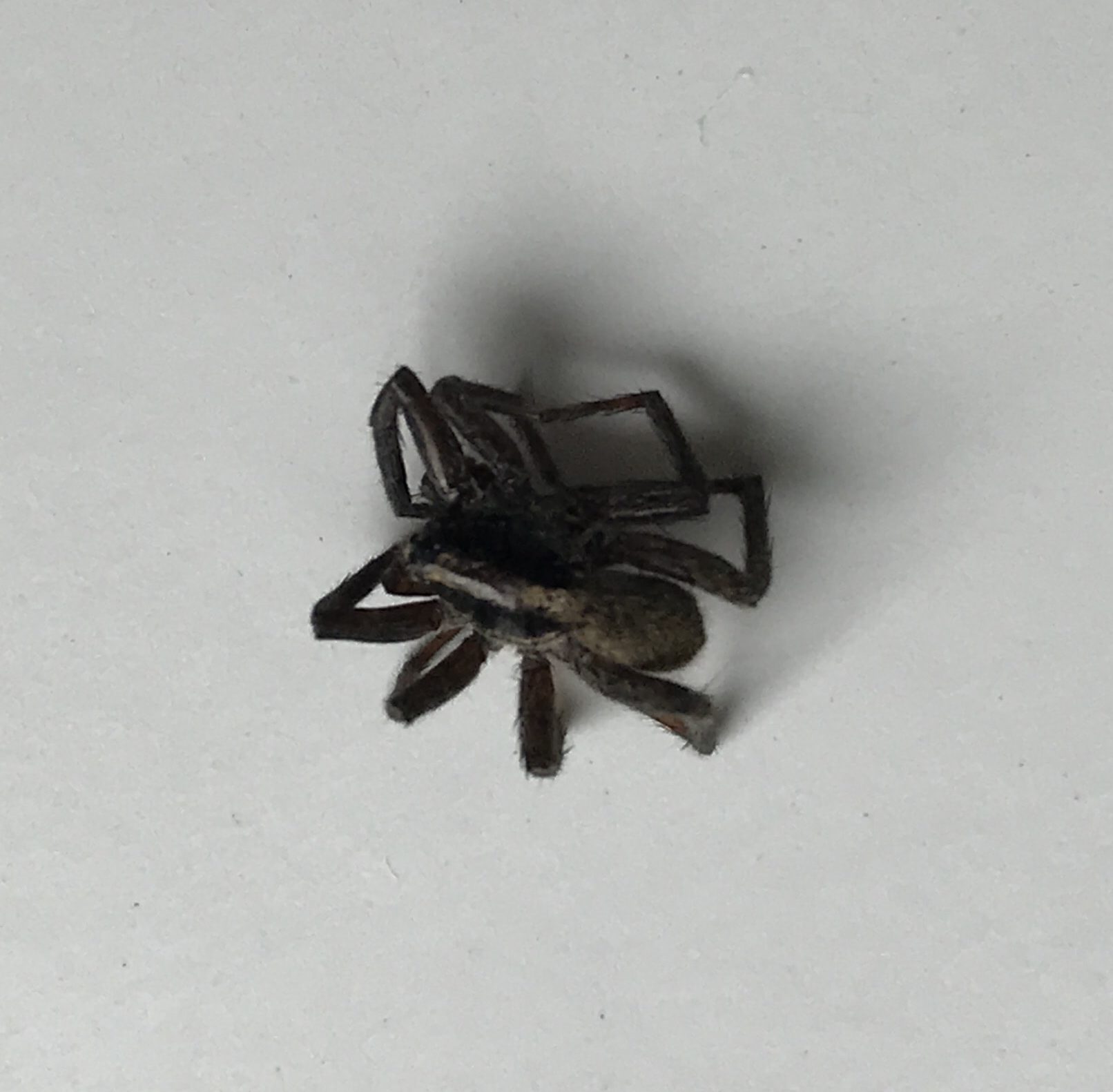 Lycosidae (Wolf Spiders) in New Hampshire United States