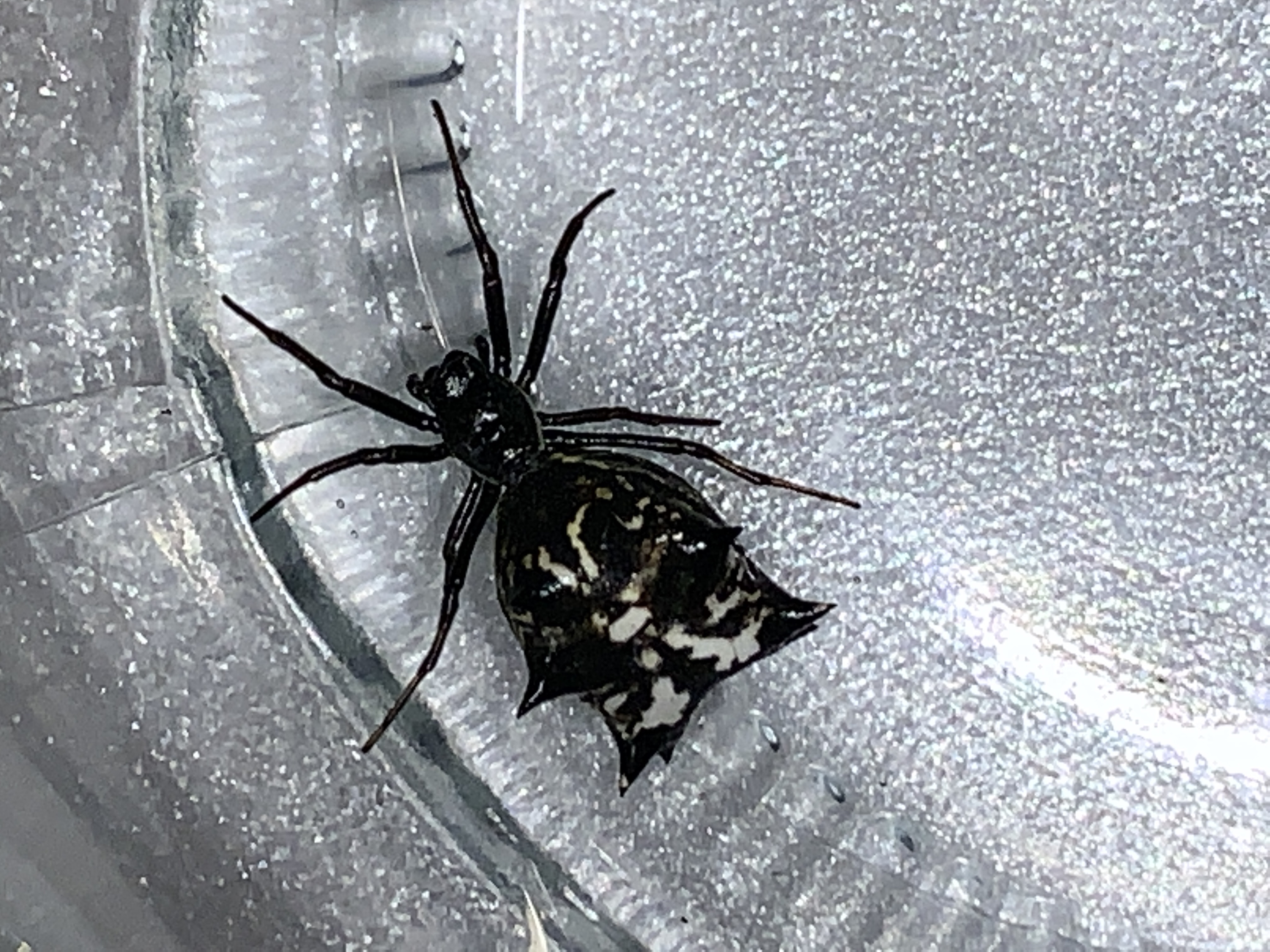 Unidentified spider in houston, Missouri United States