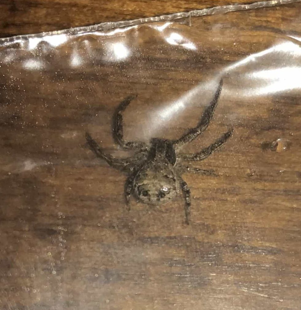 Xysticus (Ground Crab Spiders) in Tennessee United States