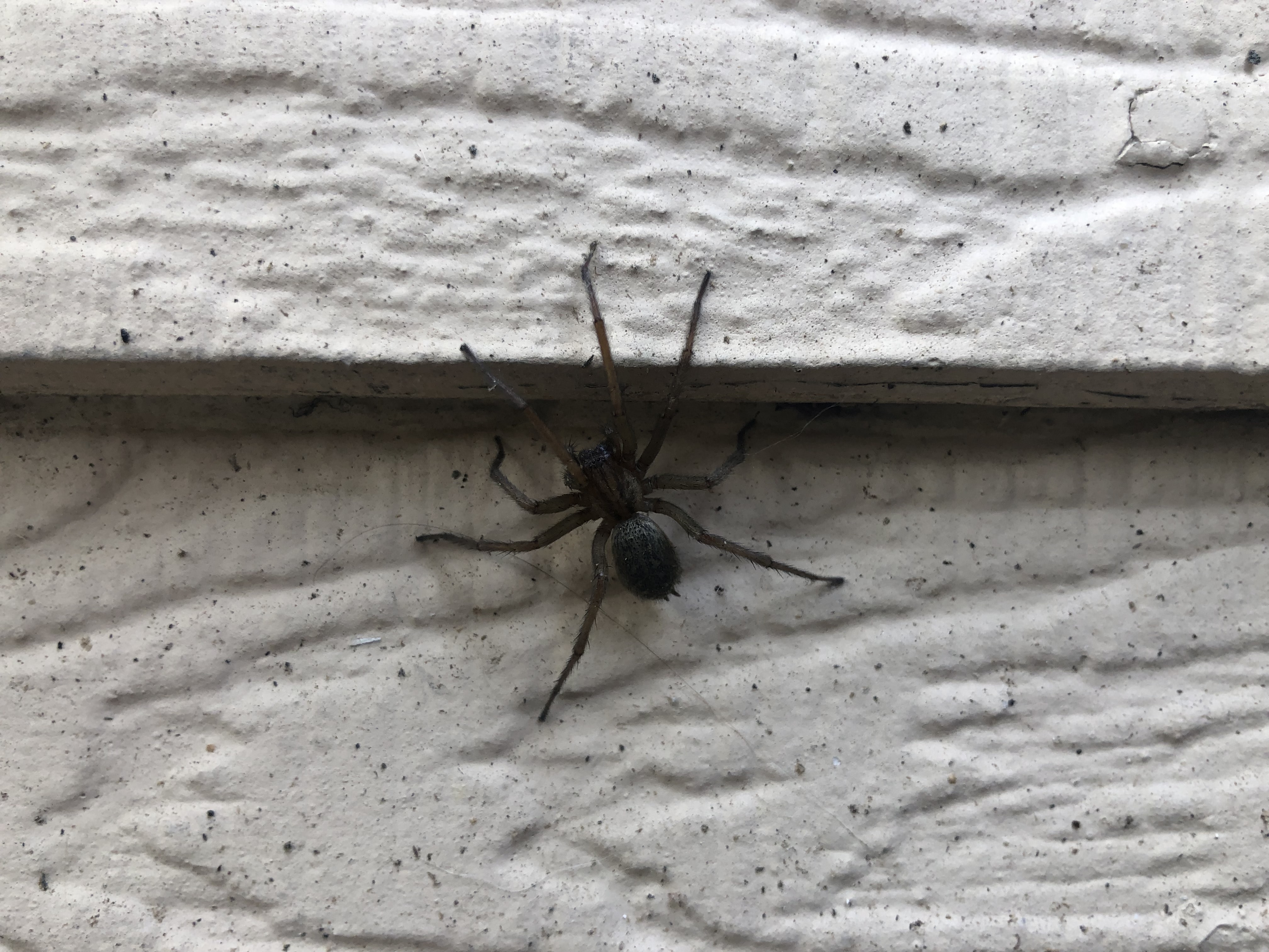 Unidentified spider in Boise, Idaho United States