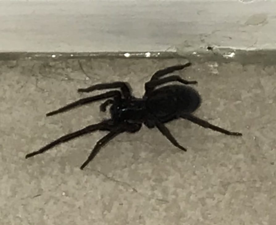 Amaurobius ferox (Black LaceWeaver) in Suffolk County, NY, New York United States