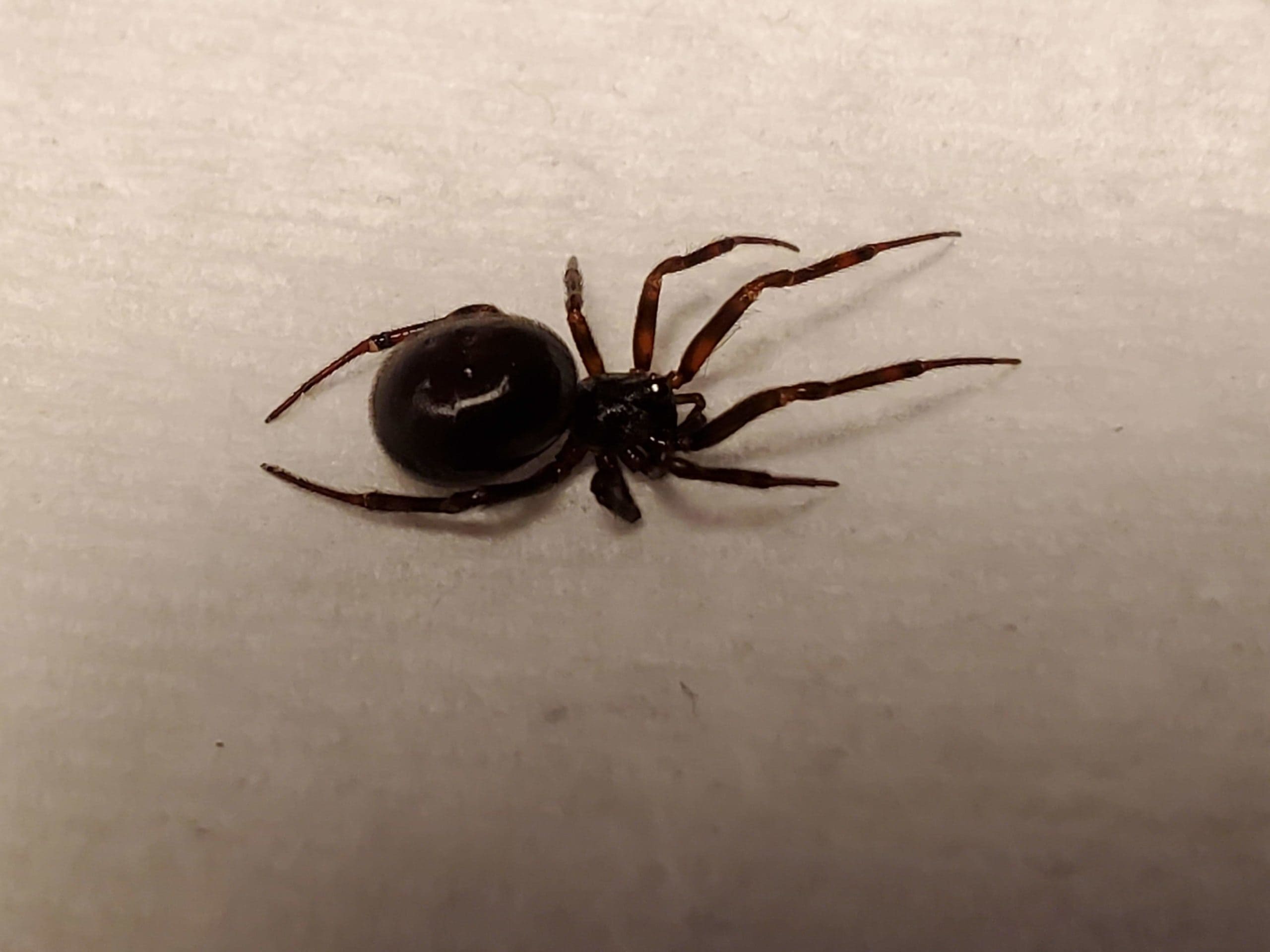 Unidentified spider in Tobyhanna, Pennsylvania United States
