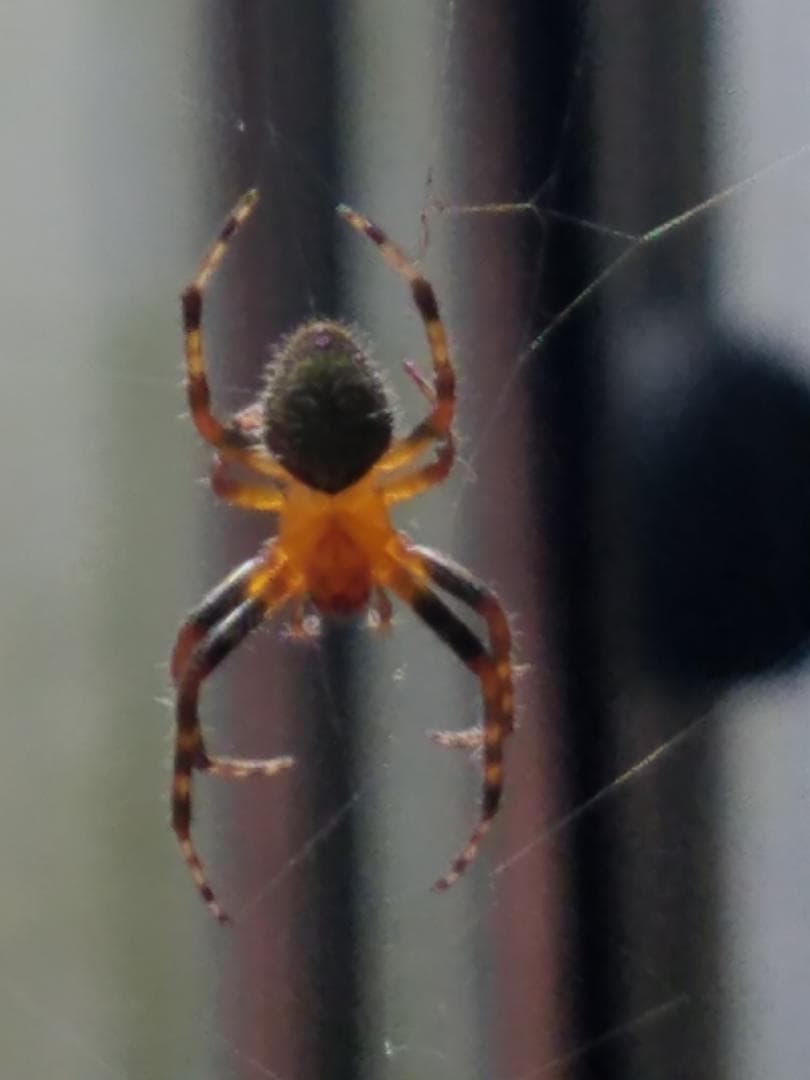 Palystes (Rain Spiders) in Krugersdorp, South Africa