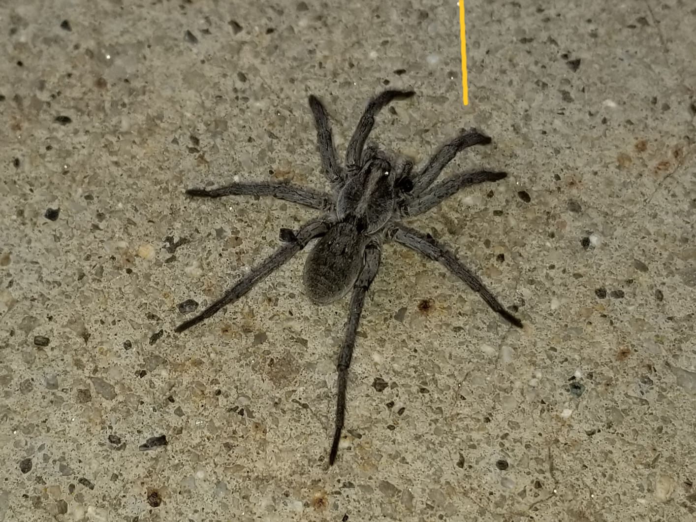 Utah Wolf Spider Wolf Spider