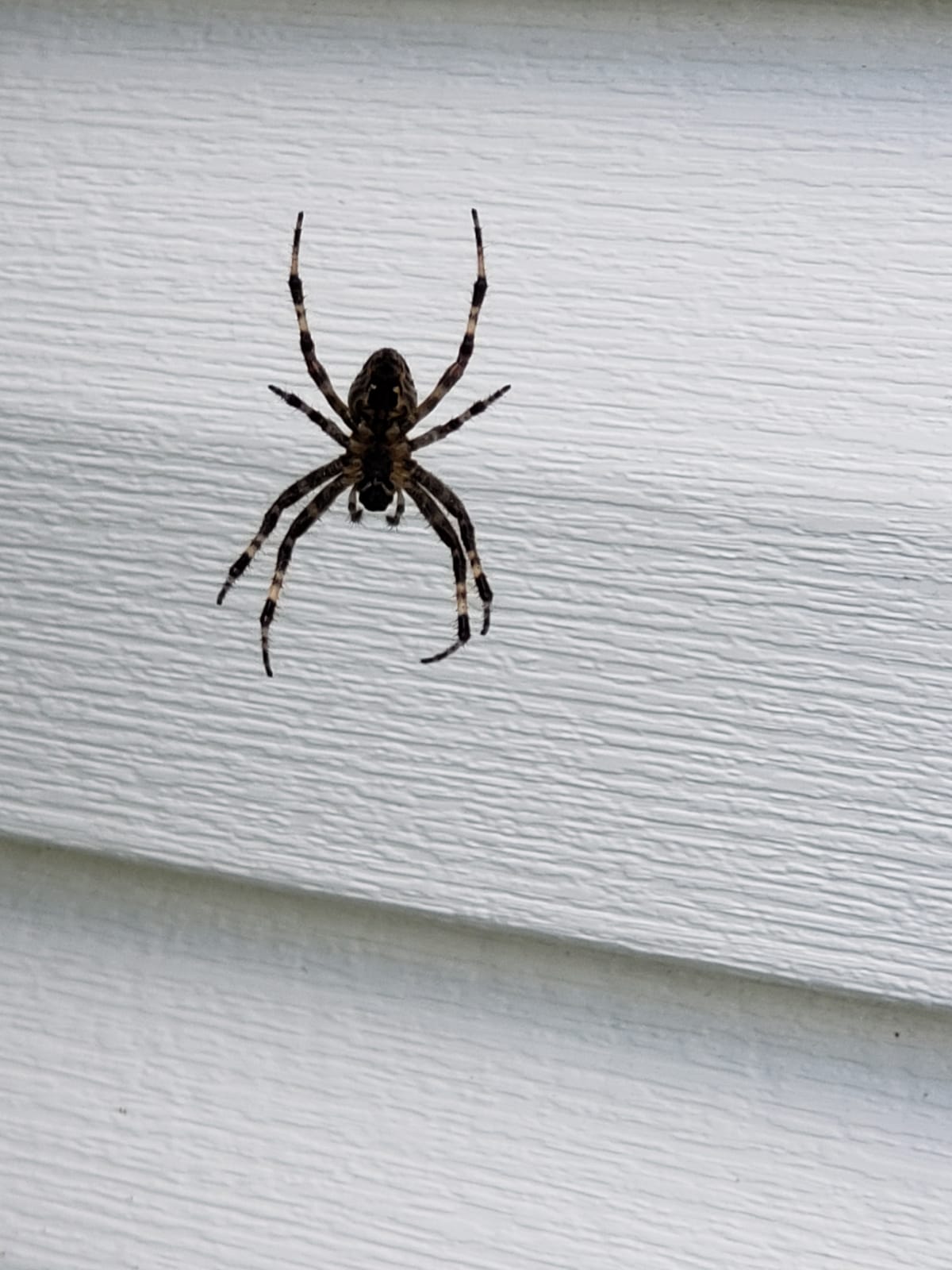 Unidentified spider in Tonawanda, New York United States