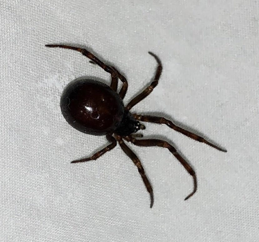 Steatoda Borealis
