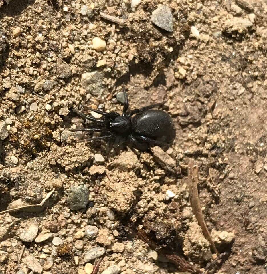 Spiders in Maine Species & Pictures