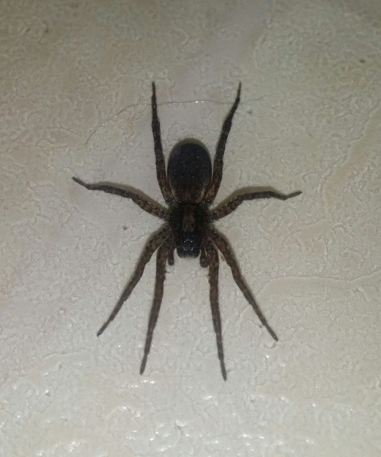 Varacosa avara in Chelmsford, Massachusetts United States