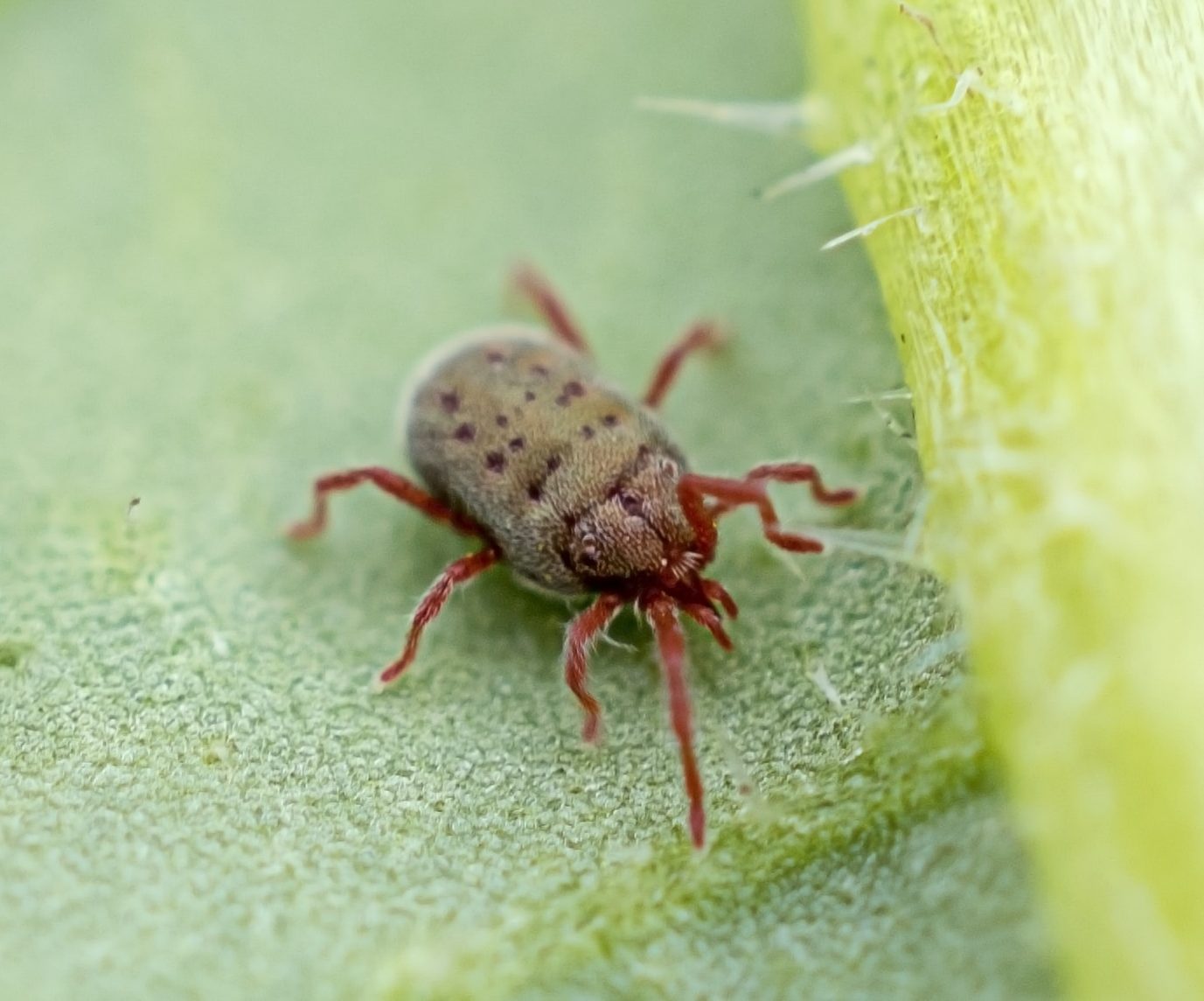 Acari (Mites and Ticks) in Los Angeles, CA , California United States