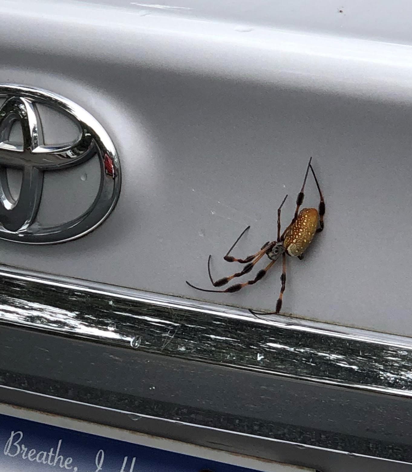 Unidentified spider in Hilton Head Island, South Carolina United States