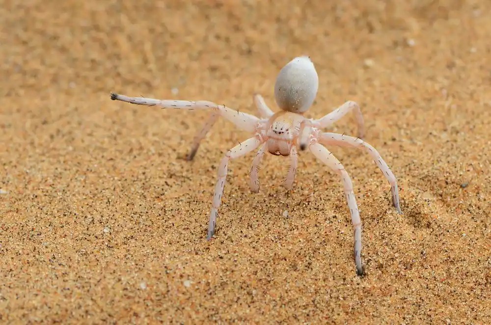 Carparachne Spider