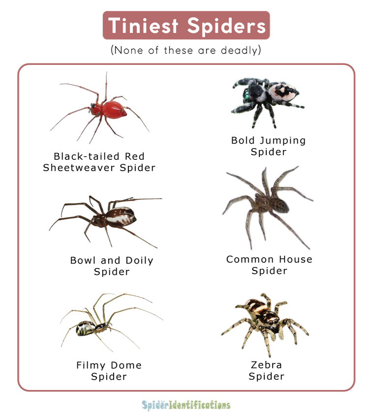 Tiniest Spiders List with Pictures